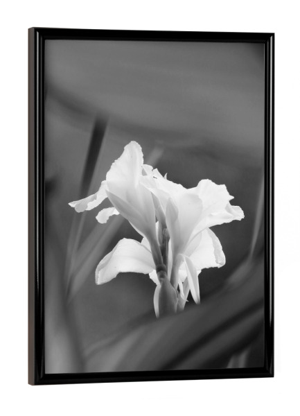 Poster mit schwarzem Rahmen "Lilie schwarzweiss" artboxONE - Natur,Floral,Schwarzweiß,Reise / Afrika