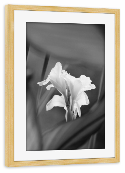 Poster mit Rahmen kiefer "Lilie schwarzweiss" artboxONE - Natur,Floral,Schwarzweiß,Reise / Afrika