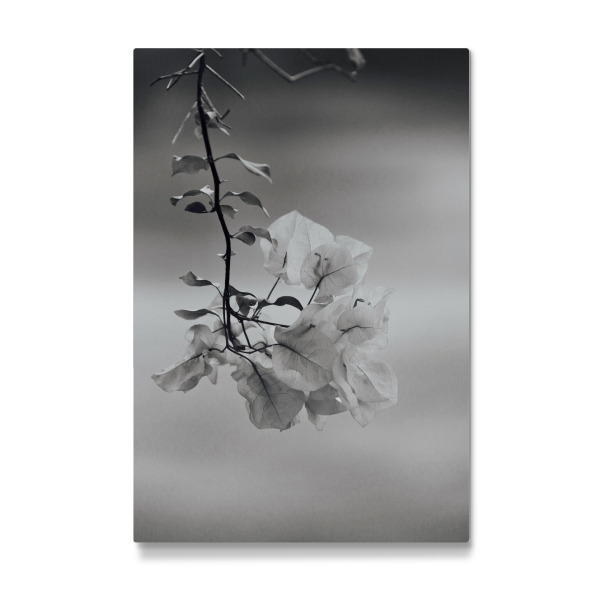 Galerie-Print "Bougainvillea Blüte schwarzweiss" 30x20 cm artboxONE