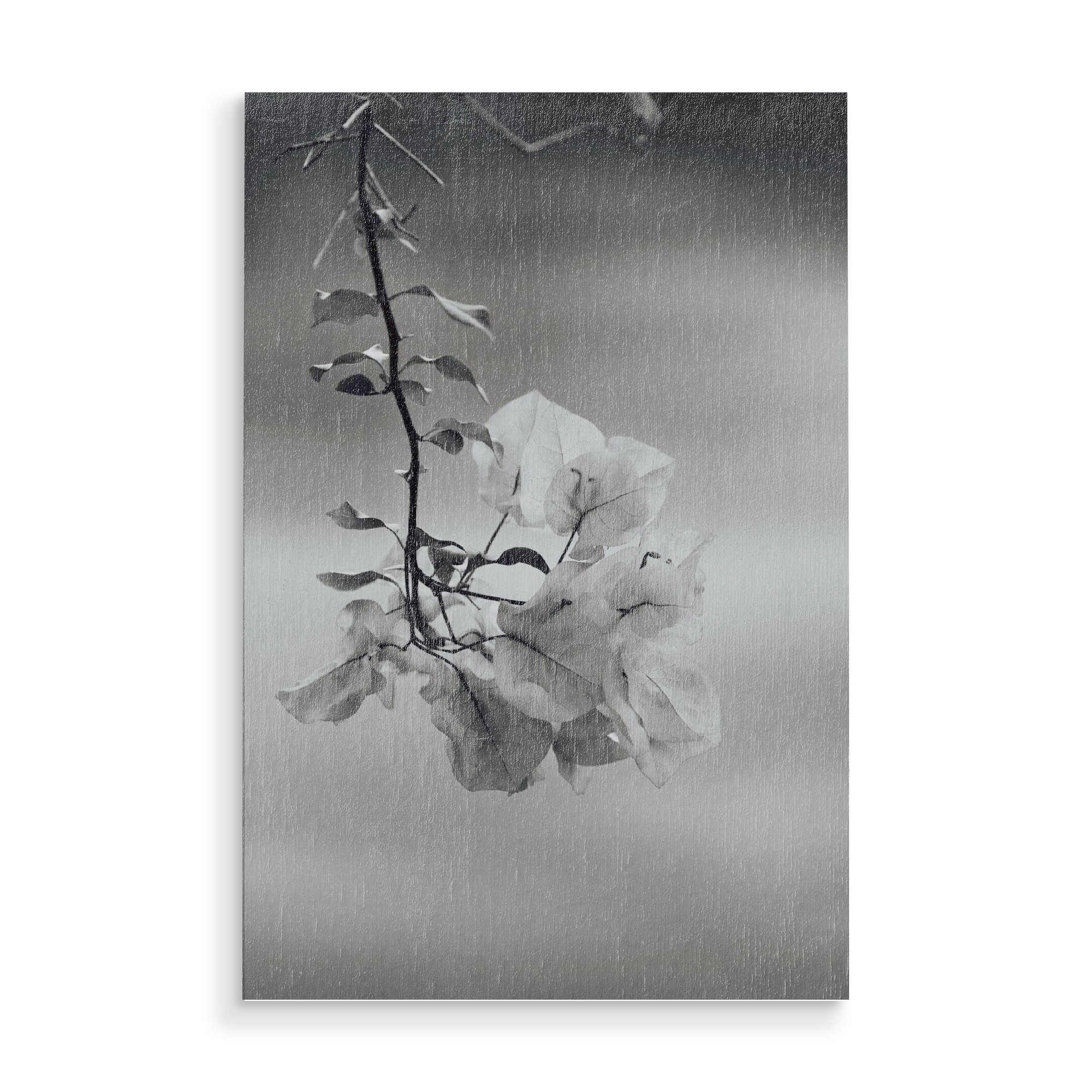 Holzbild "Bougainvillea Blüte schwarzweiss" artboxONE - Natur,Floral,Schwarzweiß,Reise / Afrika