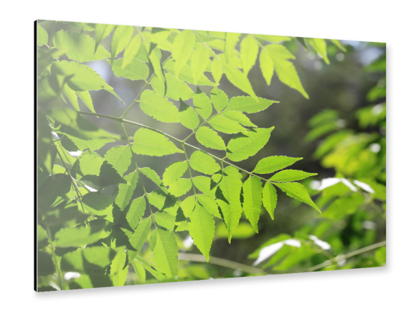 Alu-Dibond "Grüne Blätter im Gegenlicht" 30x20 cm artboxONE