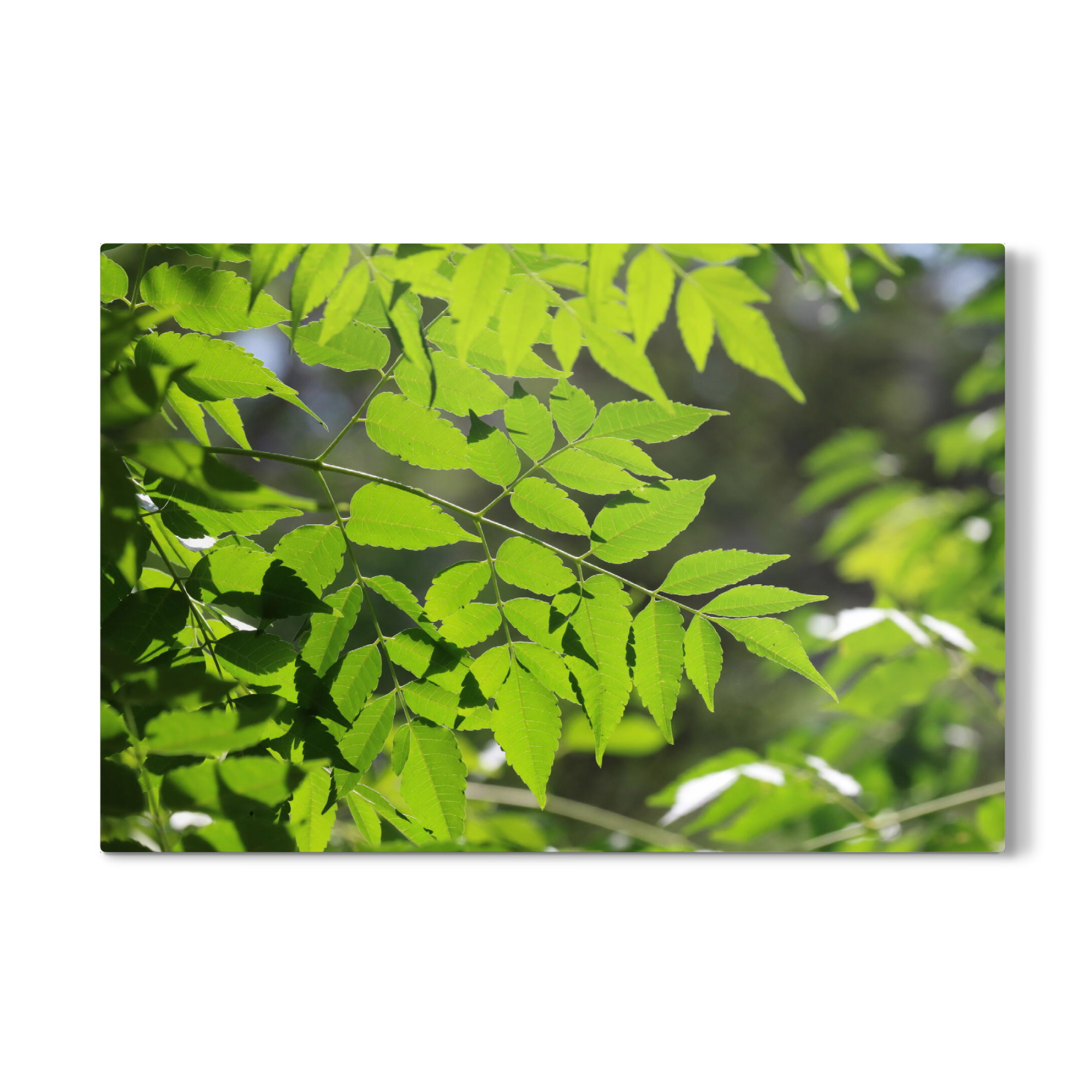 Galerie-Print "Grüne Blätter im Gegenlicht" 75x50 cm artboxONE