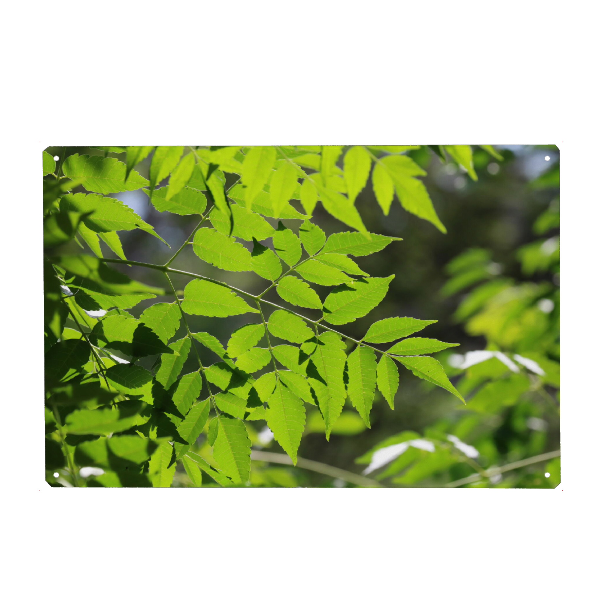 Metall Poster "Grüne Blätter im Gegenlicht" artboxONE - Natur,Floral,Reise / Afrika