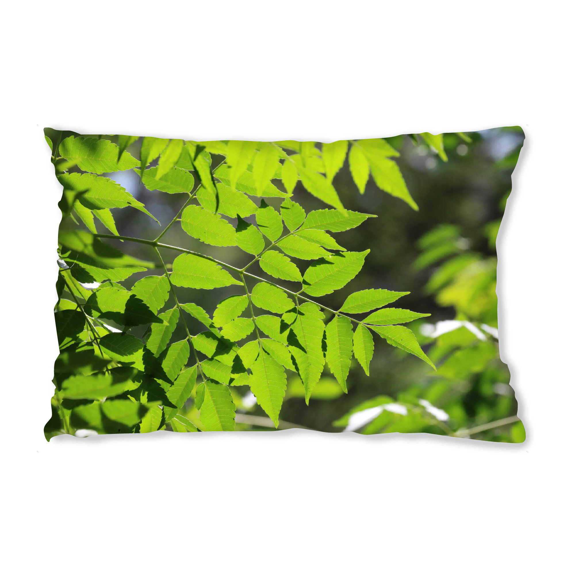 Design-Kissen "Grüne Blätter im Gegenlicht" artboxONE - Natur,Floral,Reise / Afrika