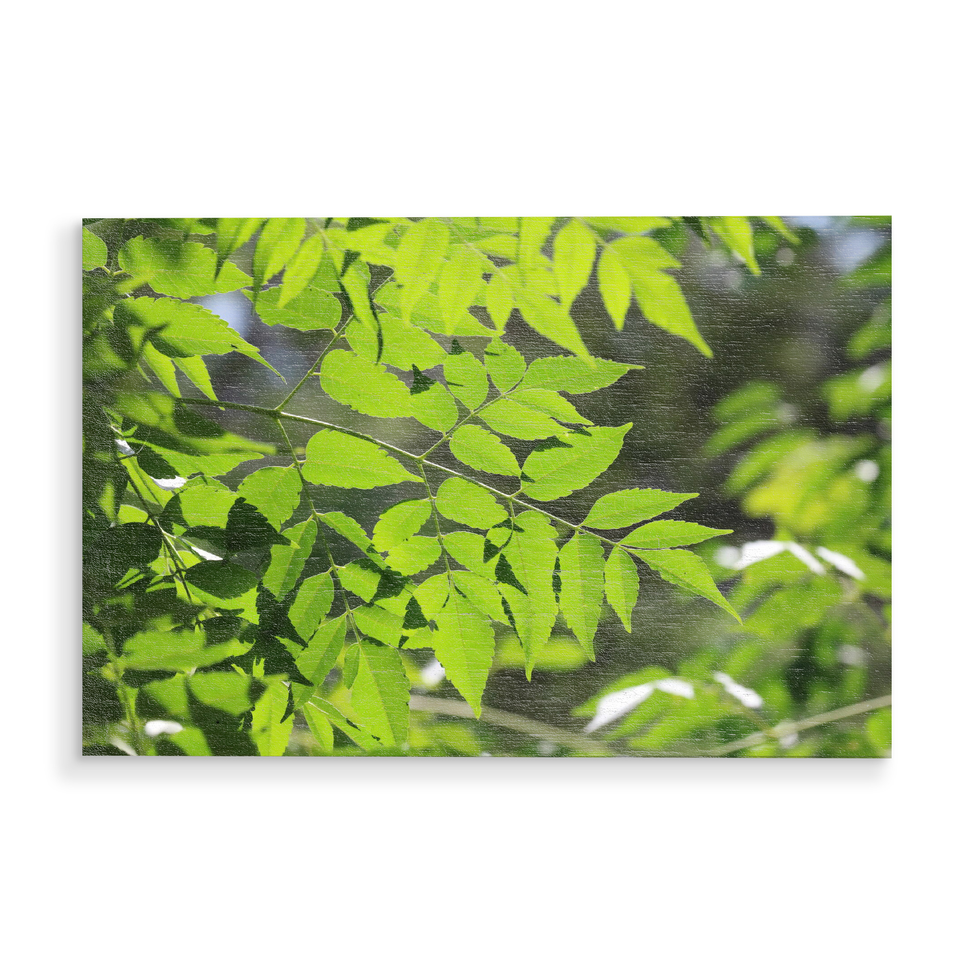 Holzbild "Grüne Blätter im Gegenlicht" artboxONE - Natur,Floral,Reise / Afrika - Blätter,Gegenlicht,Muster,Pflanze,Dekor,Natur,Leaves,Plant,Nature