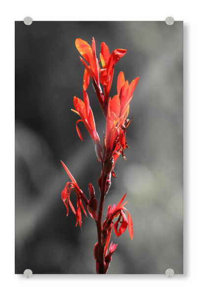 Acrylglasbild "Lilie rot CK" artboxONE - Natur,Floral - Lilie,Colorkey,Pflanze,Blume,Flower,Lily,Nature,Natur,Closeup