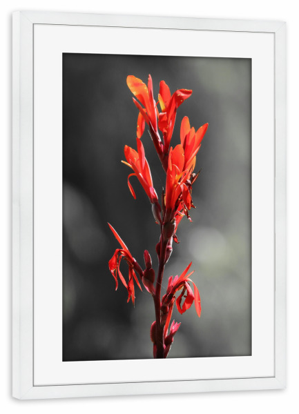 Poster mit Rahmen weiß "Lilie rot CK" artboxONE - Natur,Floral - Lilie,Colorkey,Pflanze,Blume,Flower,Lily,Nature,Natur,Closeup
