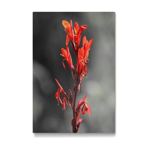 Galerie-Print "Lilie rot CK" 30x20 cm artboxONE