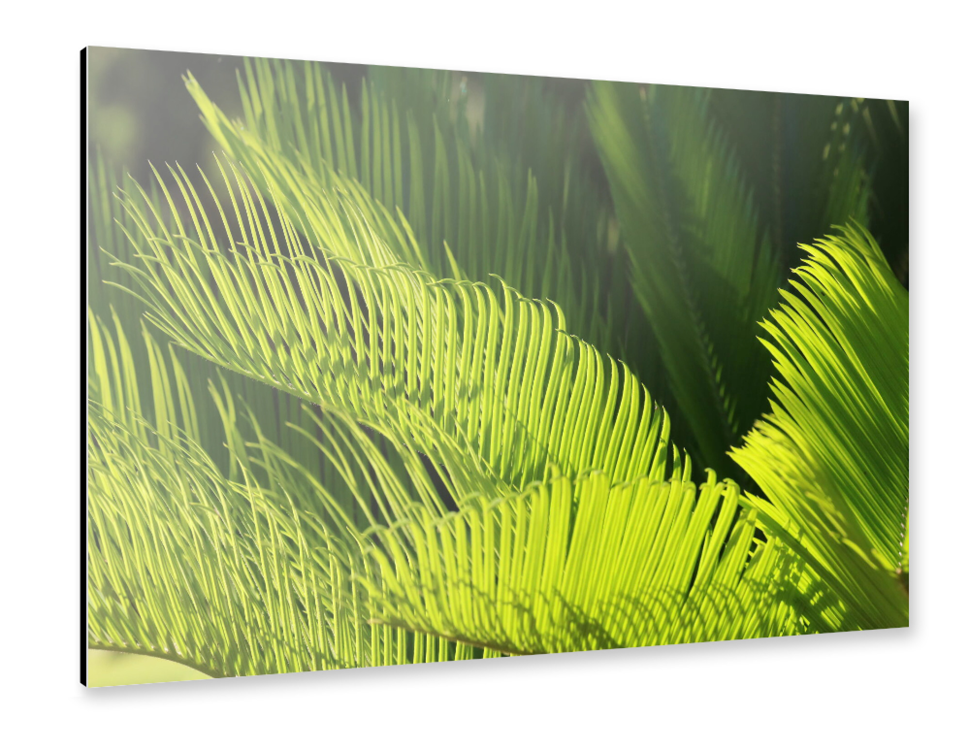 Alu-Dibond "Grüner Farn" 75x50 cm artboxONE