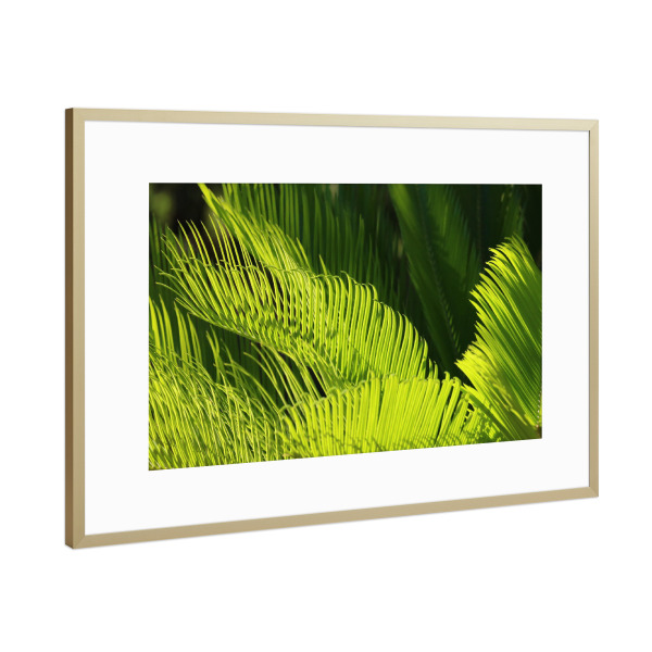 Poster mit Rahmen Gold "Grüner Farn" artboxONE - Natur,Floral,Reise / Afrika - Farn,Pflanze,Dekor,Floral,Nature,Natur,Plant,Closeup,Botanical