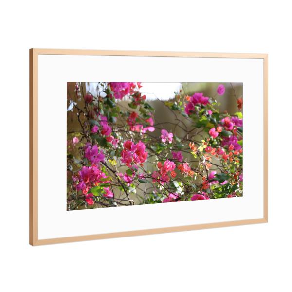 Poster mit Rahmen Kupfer "Bougainvillea am Wasser" artboxONE - Natur,Floral,Reise / Afrika