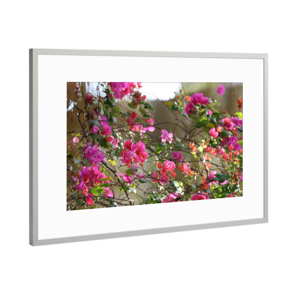 Poster mit Rahmen Silber "Bougainvillea am Wasser" artboxONE - Natur,Floral,Reise / Afrika