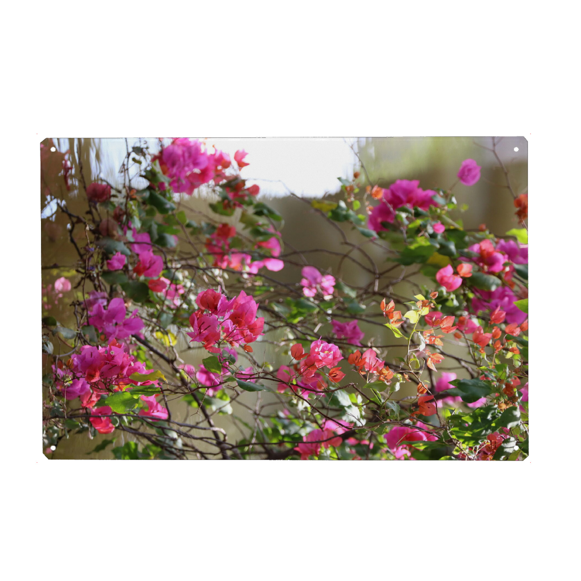 Metall Poster "Bougainvillea am Wasser" artboxONE - Natur,Floral,Reise / Afrika