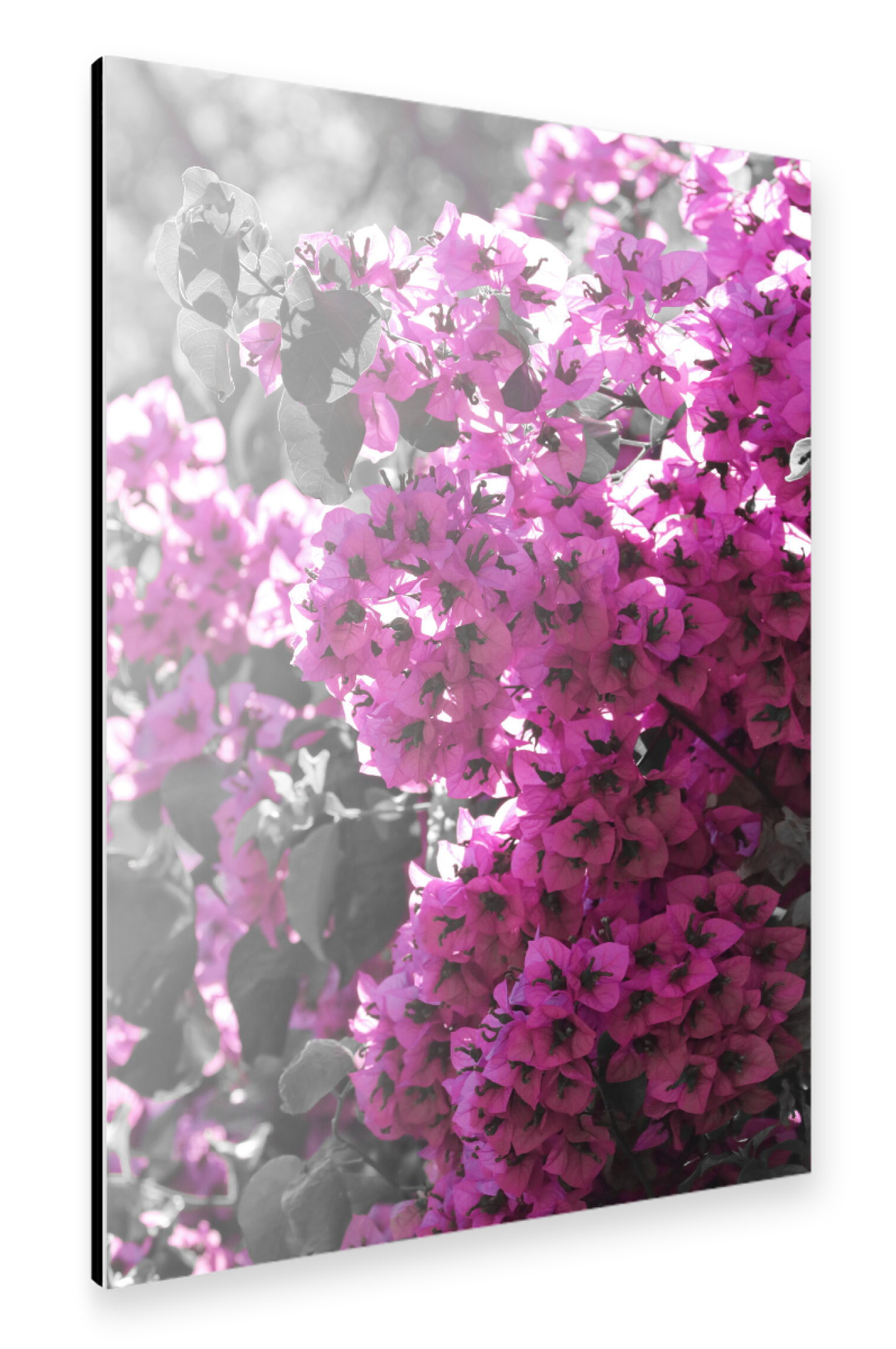 Alu-Dibond "Bougainvillea Busch CK" 30x20 cm artboxONE