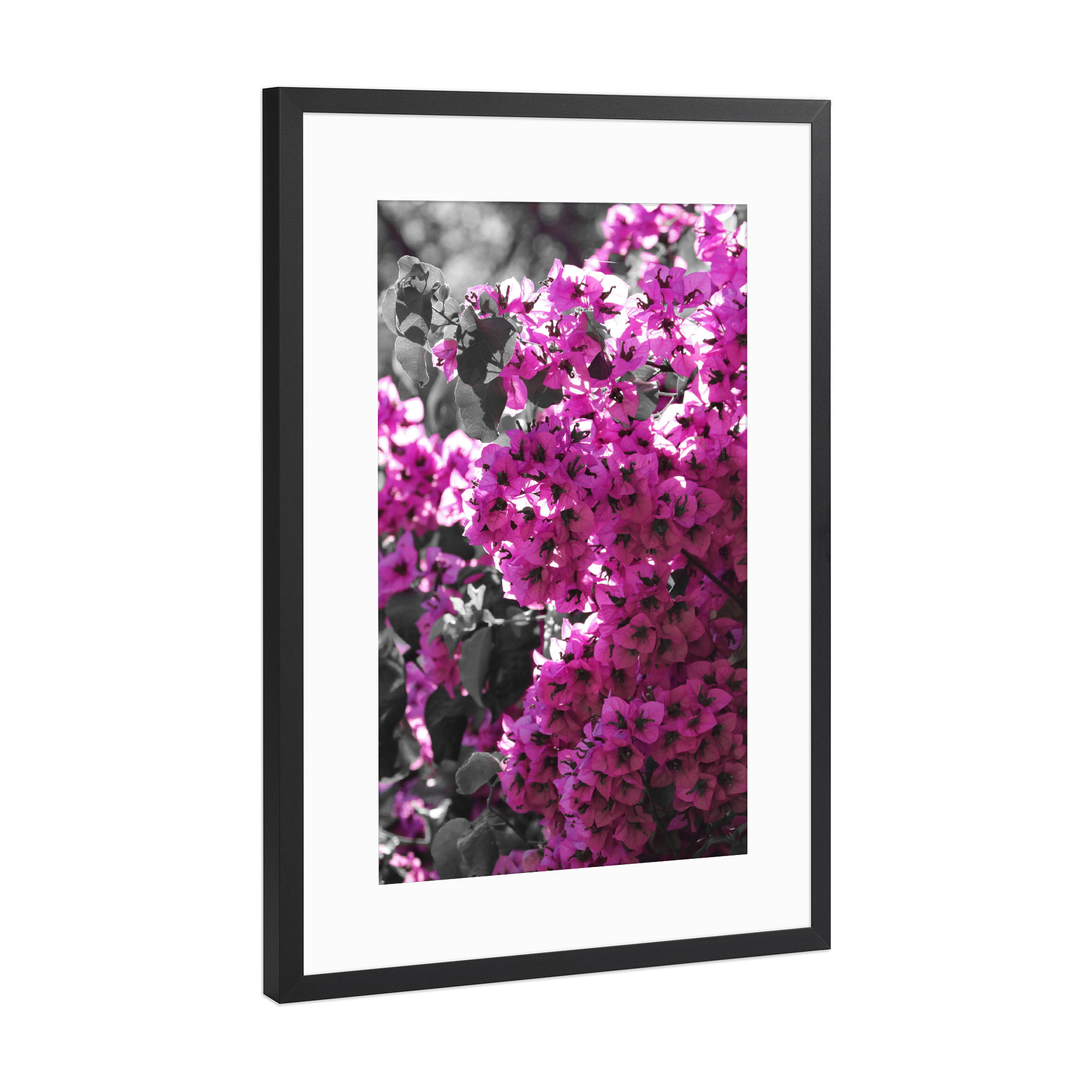 Poster mit Rahmen Schwarz (Metallic) "Bougainvillea Busch CK" artboxONE - Natur,Floral,Abstrakt,Reise / Afrika
