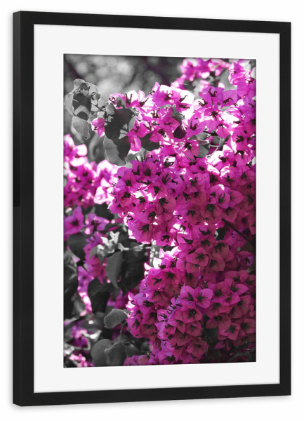 Poster mit Rahmen schwarz "Bougainvillea Busch CK" artboxONE - Natur,Floral,Abstrakt,Reise / Afrika