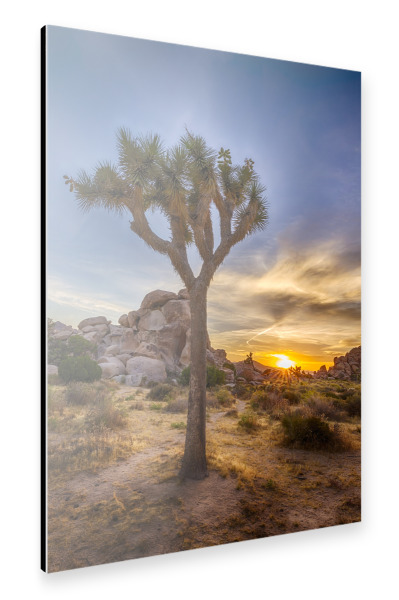 Alu-Dibond "Joshua Tree Sonnenuntergang" 30x20 cm artboxONE
