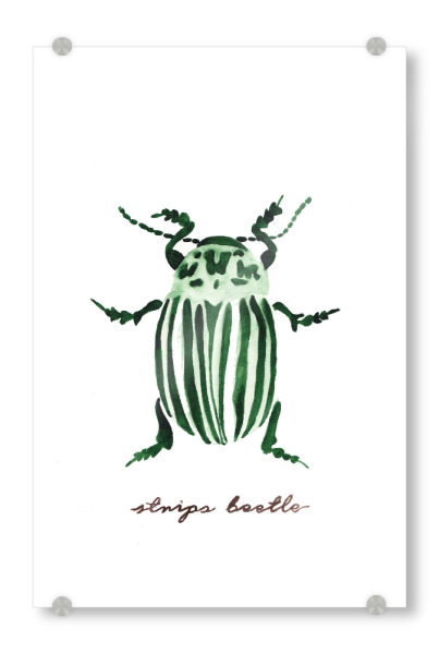 Acrylglasbild "The little strips beetle" artboxONE - Natur,Tiere