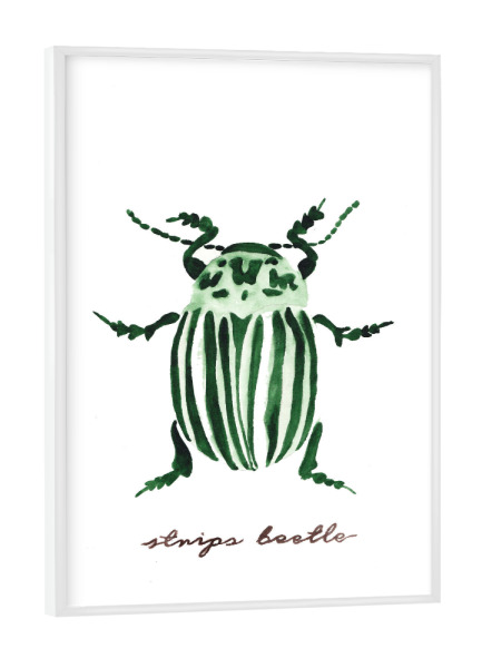 Poster mit weißem Rahmen "The little strips beetle" artboxONE - Natur,Tiere