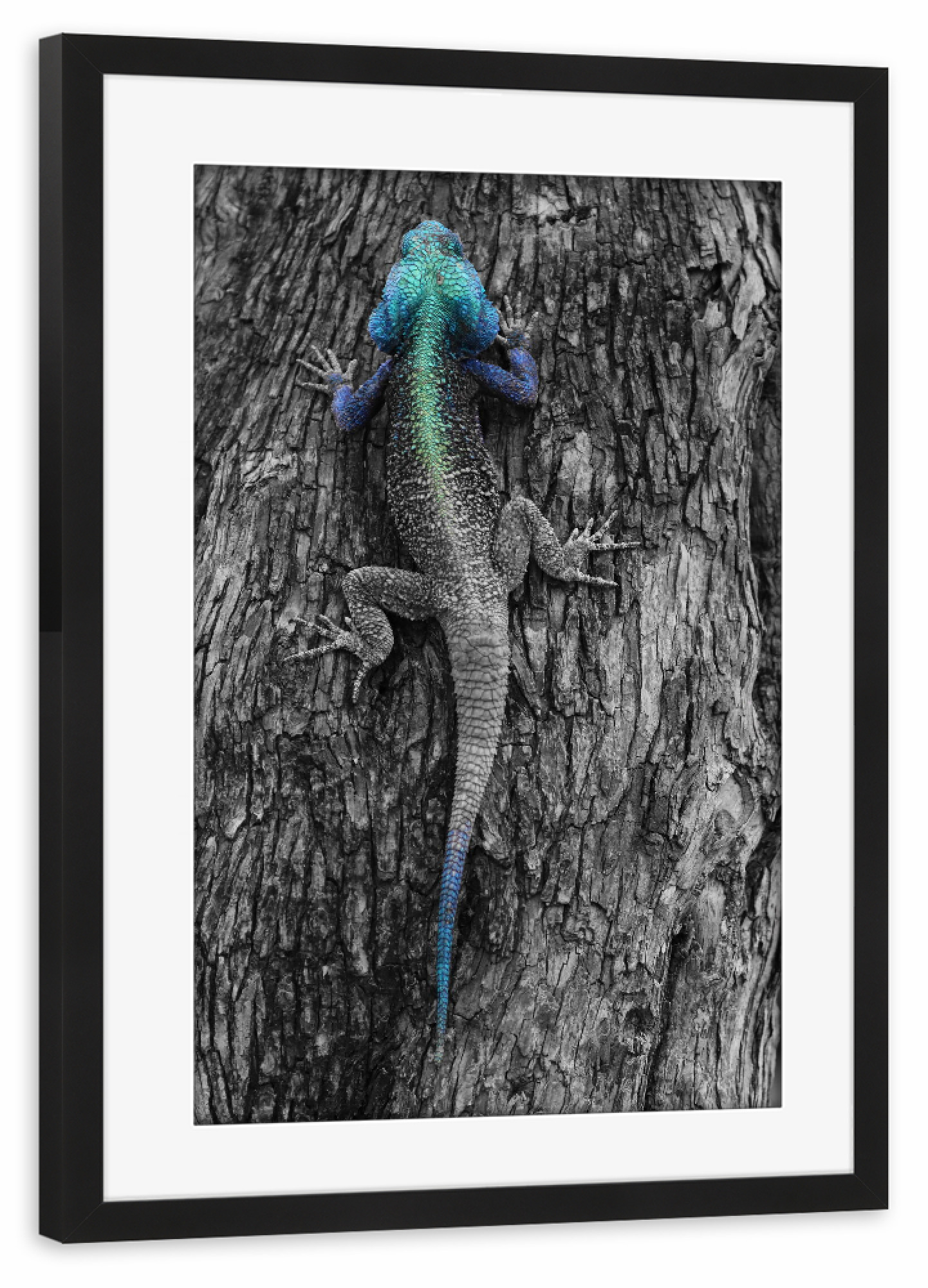 Poster mit Rahmen schwarz "Blaukopf Lizard am Baum CK" artboxONE - Natur,Tiere,Reise / Afrika