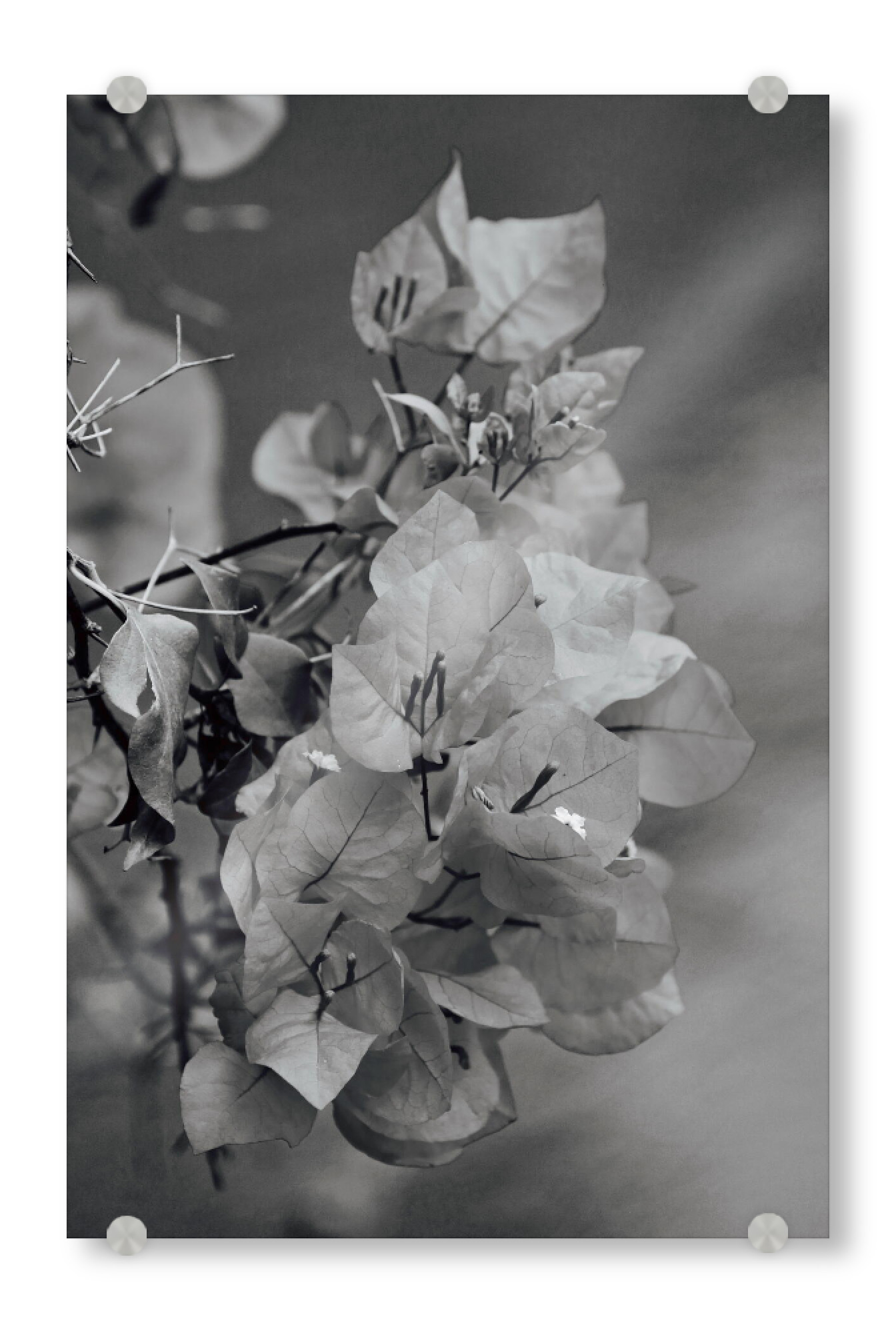 Acrylglasbild "Bougainvillea schwarzweiss" artboxONE - Natur,Schwarzweiß,Reise / Afrika