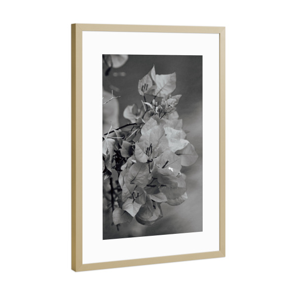 Poster mit Rahmen Gold "Bougainvillea schwarzweiss" artboxONE - Natur,Schwarzweiß,Reise / Afrika