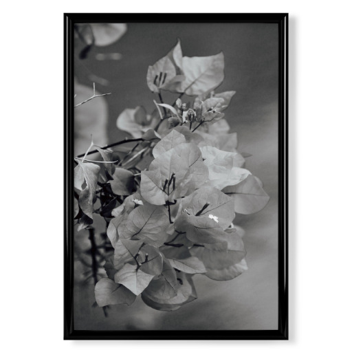 Bougainvillea schwarzweiss