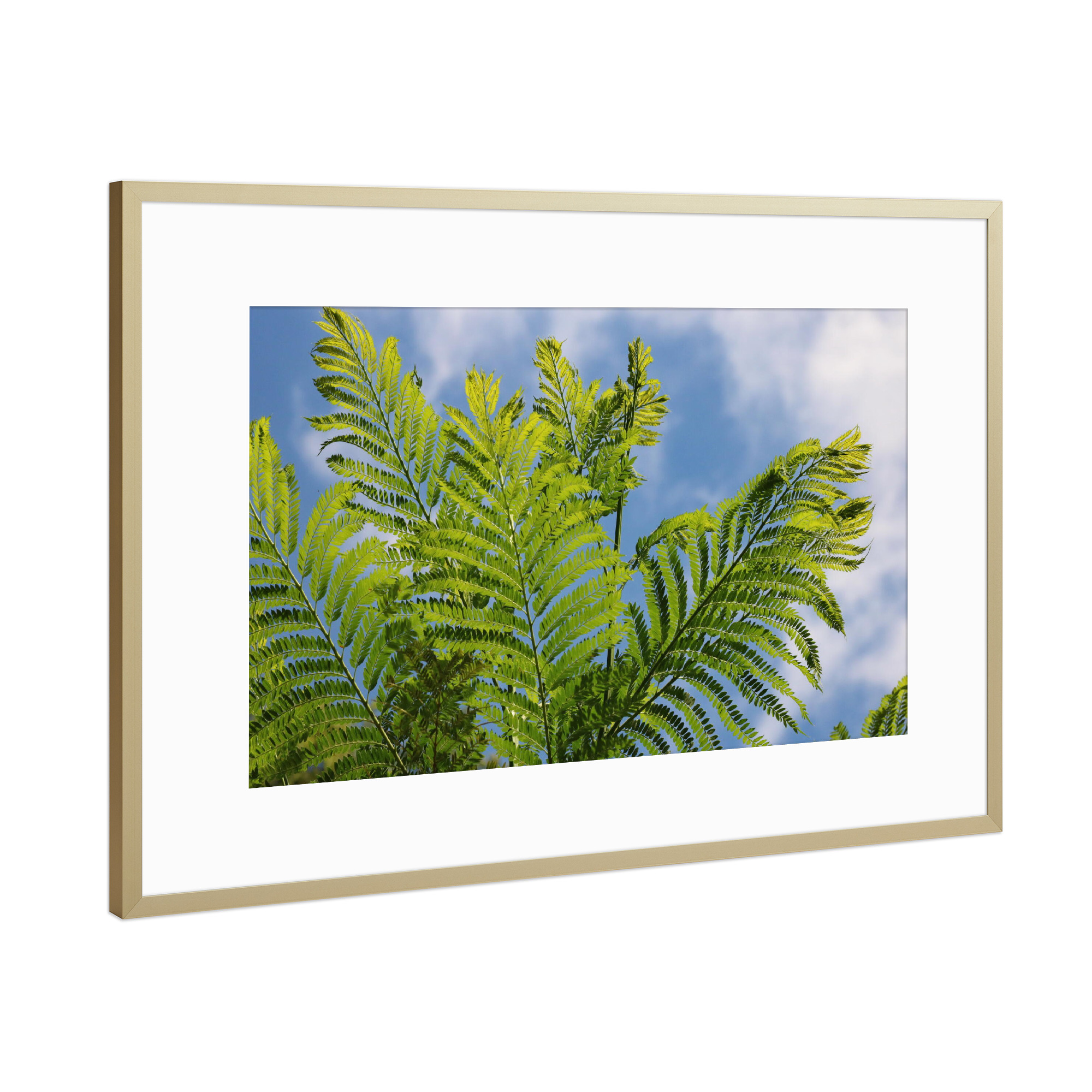 Poster mit Rahmen Gold "Farn in Afrika" artboxONE - Natur,Floral,Reise / Afrika