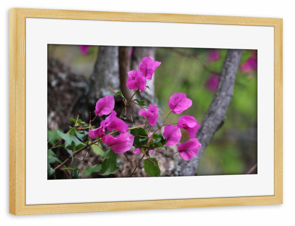 Poster mit Rahmen kiefer "Bougainvillea farbig" artboxONE - Natur,Floral,Reise / Afrika