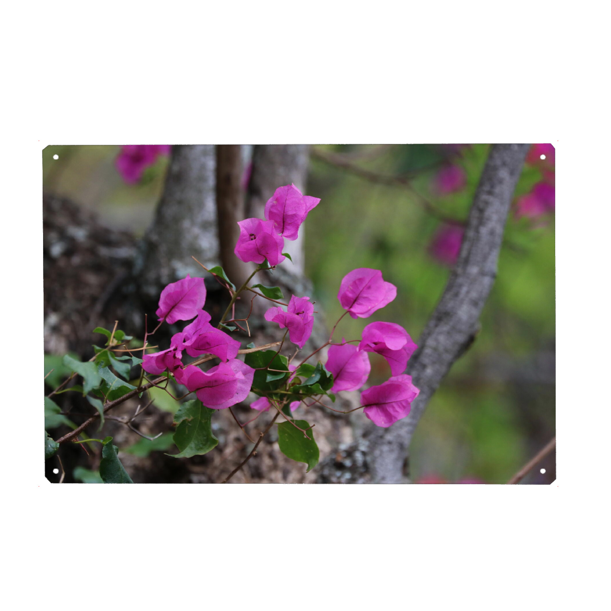 Holzbild "Bougainvillea farbig" artboxONE - Natur,Floral,Reise / Afrika - Bougainvillea,Farbig,Pflanze,Flower,Floral,Blume,Natur,Nature