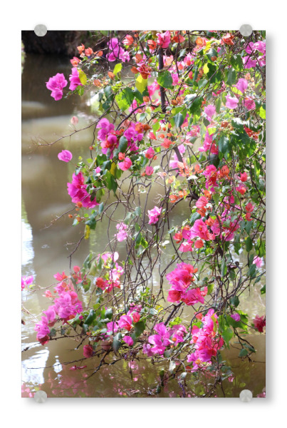 Acrylglasbild "Bougainvillea Blüten-Dekor" artboxONE - Natur,Floral,Reise / Afrika