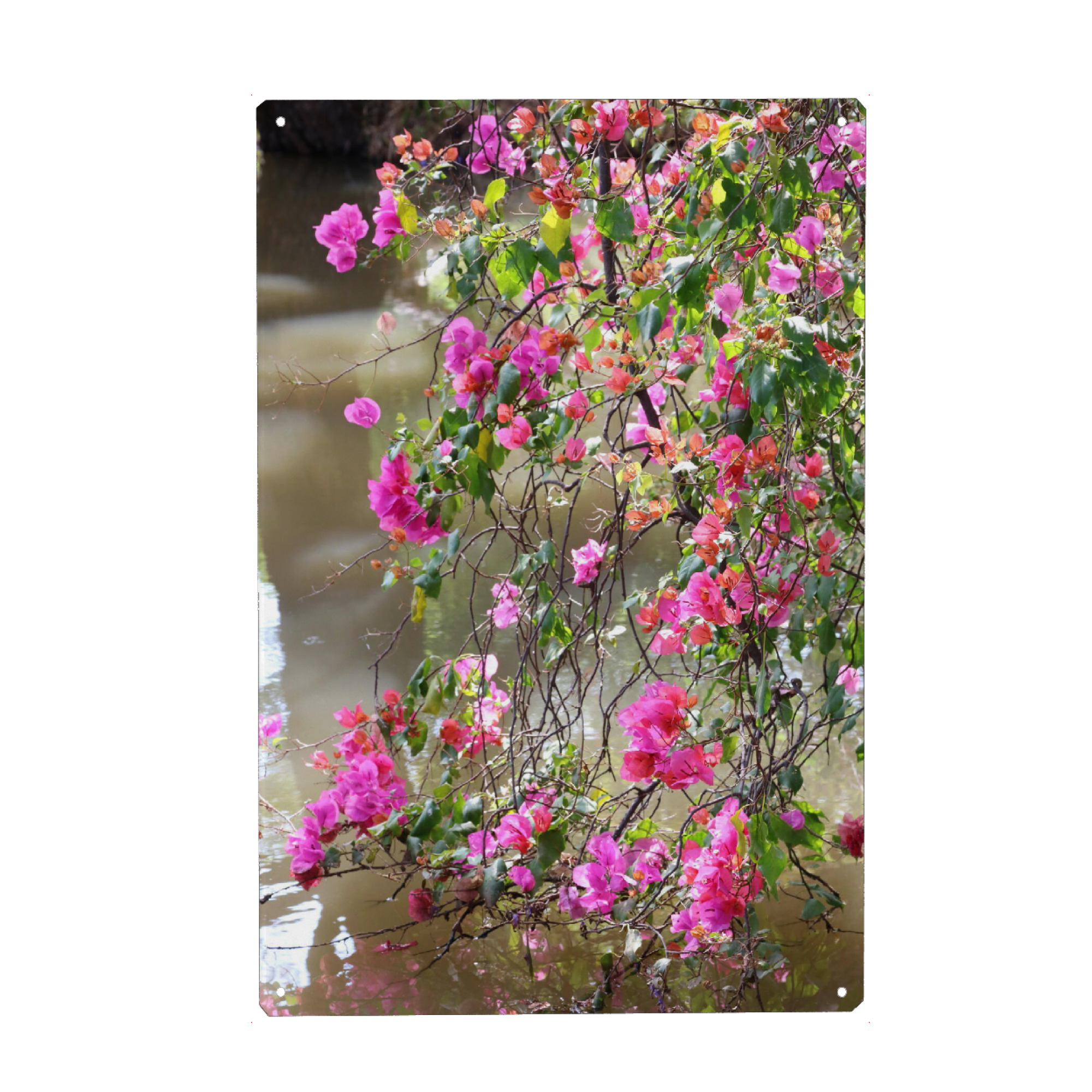 Metall Poster "Bougainvillea Blüten-Dekor" artboxONE - Natur,Floral,Reise / Afrika