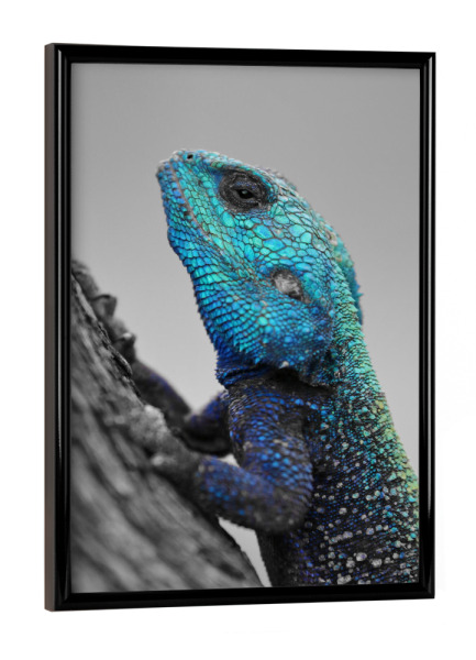 Poster mit schwarzem Rahmen "Blaukopf Lizard CK" artboxONE - Natur,Tiere - Kopf,Lizard,Colorkey,Eidechse,Tier,Animal,Nature,Natur,Wild,Closeup