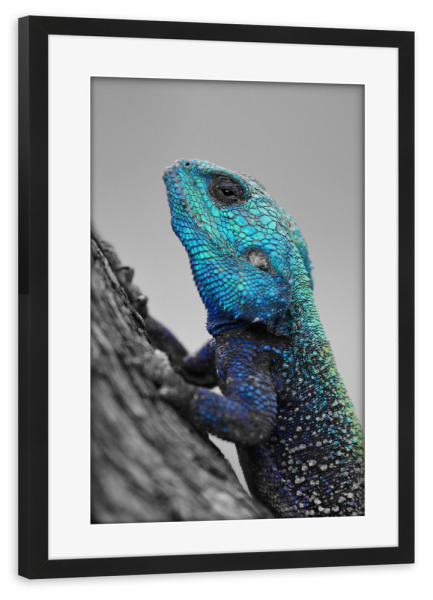 Poster mit Rahmen schwarz "Blaukopf Lizard CK" artboxONE - Natur,Tiere - Kopf,Lizard,Colorkey,Eidechse,Tier,Animal,Nature,Natur,Wild,Closeup