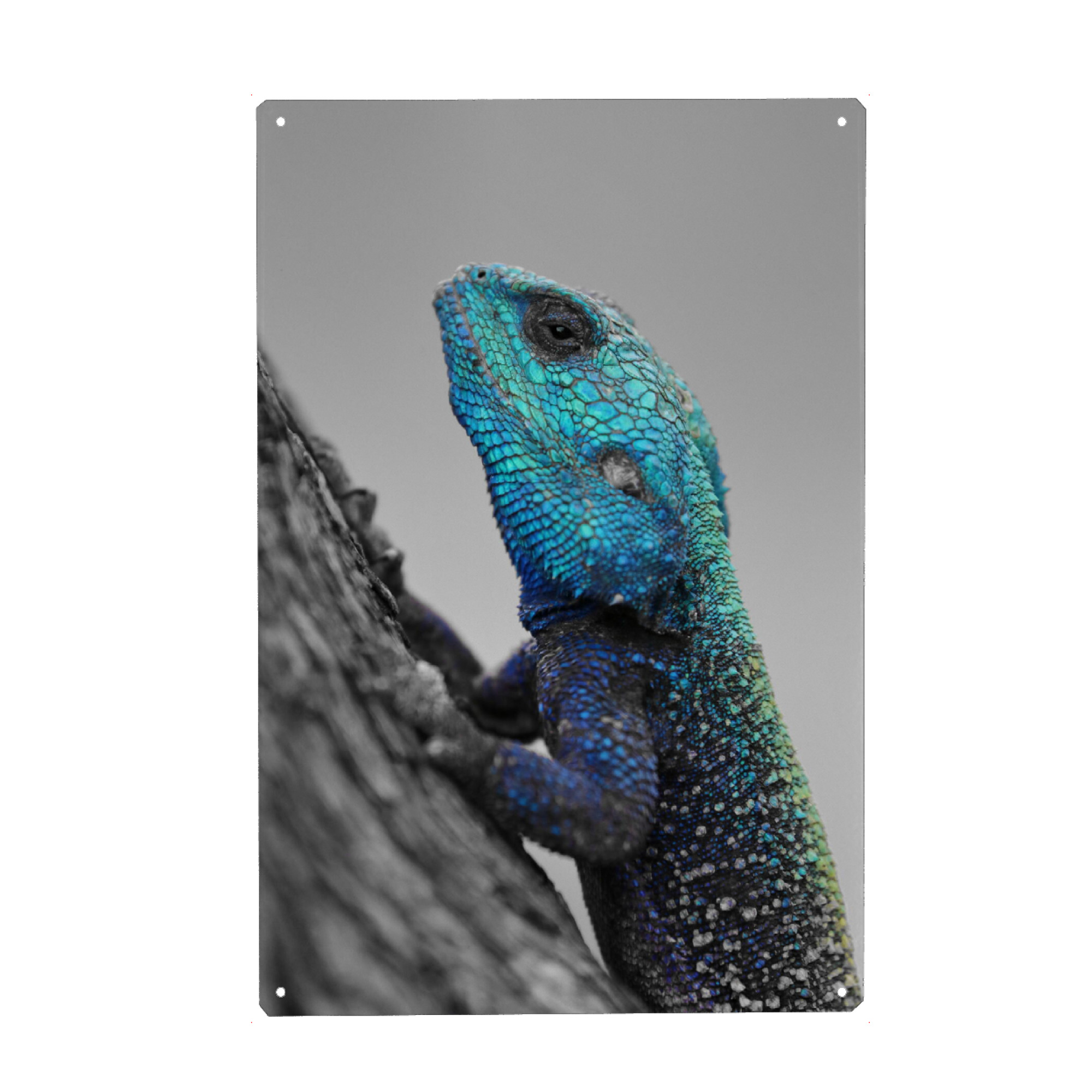 Holzbild "Blaukopf Lizard CK" artboxONE - Natur,Tiere - Kopf,Lizard,Colorkey,Eidechse,Tier,Animal,Nature,Natur,Wild,Closeup
