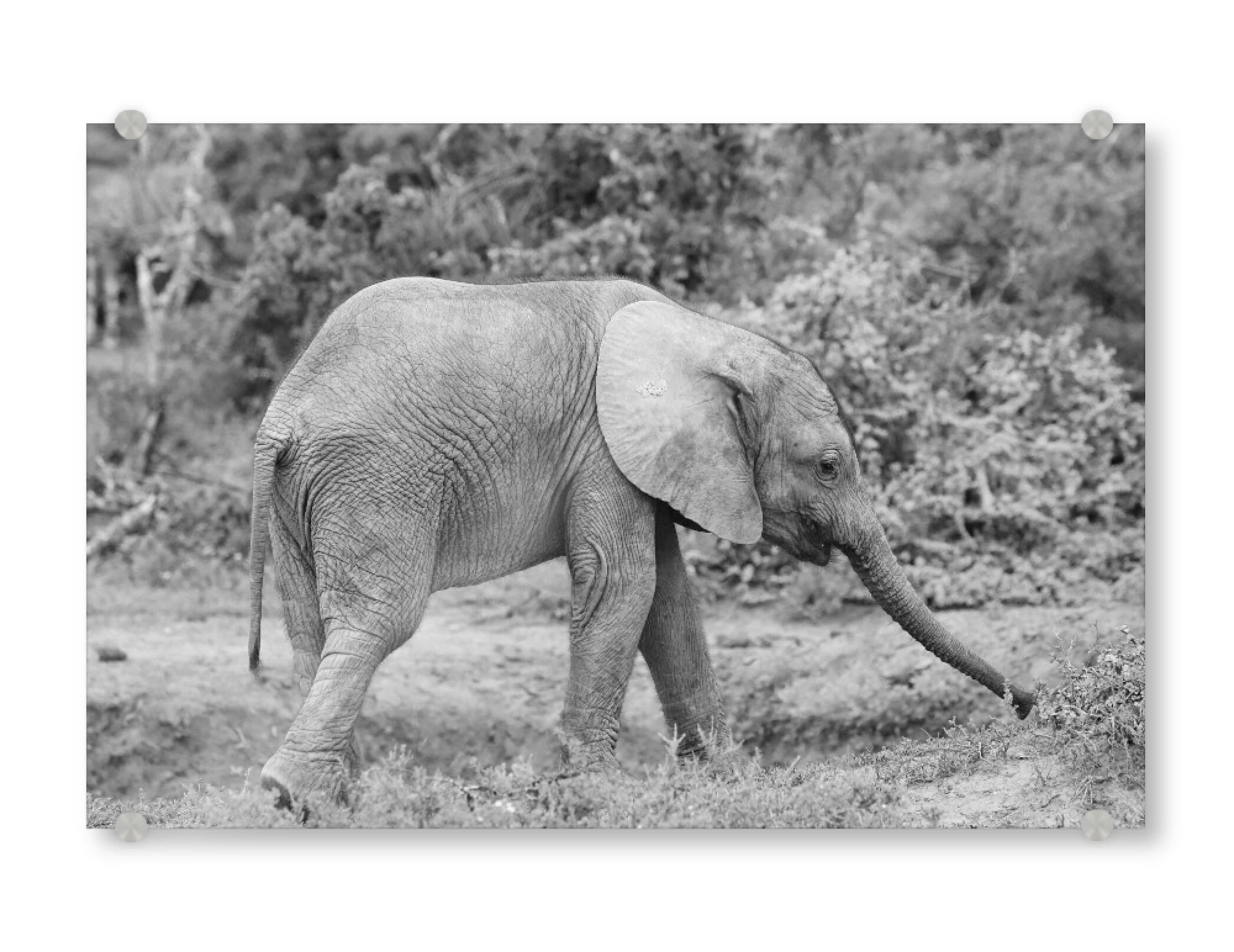 Acrylglasbild "Baby Elefant Addo" artboxONE - Natur,Tiere,Schwarzweiß,Reise / Afrika