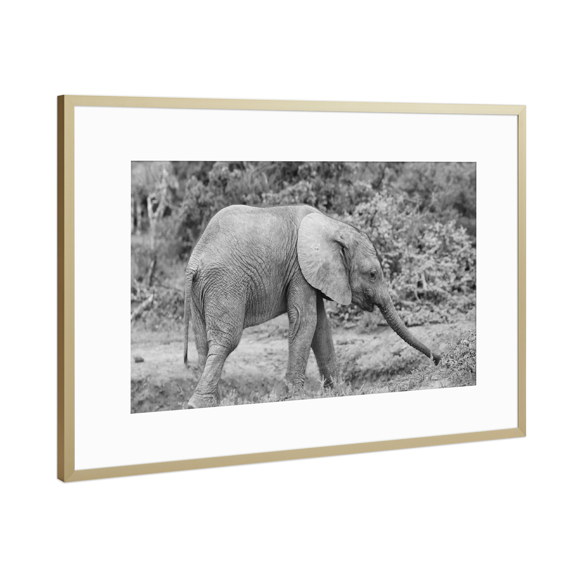 Poster mit Rahmen Gold "Baby Elefant Addo" artboxONE - Natur,Tiere,Schwarzweiß,Reise / Afrika