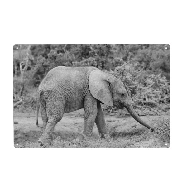 Holzbild "Baby Elefant Addo" artboxONE - Natur,Tiere,Schwarzweiß,Reise / Afrika