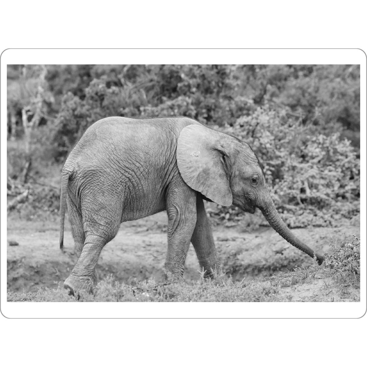Tischset "Baby Elefant Addo" artboxONE - Natur,Tiere,Schwarzweiß,Reise / Afrika