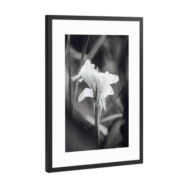 Poster mit Rahmen Schwarz (Metallic) "Wasser Lilie schwarzweiss" artboxONE - Natur,Floral,Schwarzweiß,Reise / Afrika