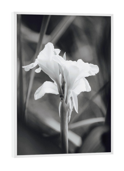 Poster mit weißem Rahmen "Wasser Lilie schwarzweiss" artboxONE - Natur,Floral,Schwarzweiß,Reise / Afrika