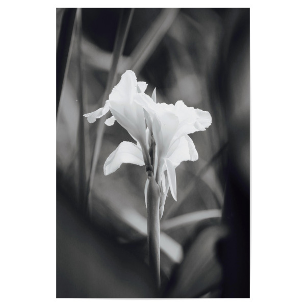 Poster "Wasser Lilie schwarzweiss" artboxONE - Natur,Floral,Schwarzweiß,Reise / Afrika