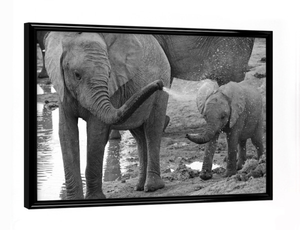 Poster mit schwarzem Rahmen "Elefanten Dusche" artboxONE - Natur,Tiere,Schwarzweiß,Reise / Afrika