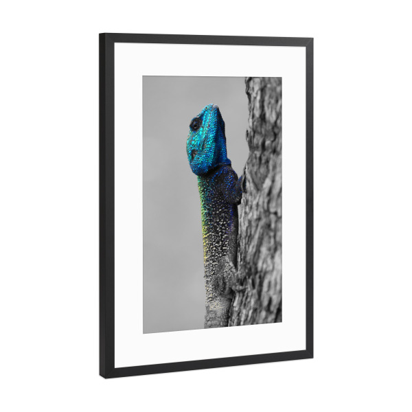 Poster mit Rahmen Schwarz (Metallic) "Blaukopf Lizard Portrait CK" artboxONE - Natur,Tiere,Schwarzweiß,Reise / Afrika