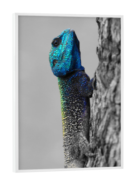 Poster mit weißem Rahmen "Blaukopf Lizard Portrait CK" artboxONE - Natur,Tiere,Schwarzweiß,Reise / Afrika