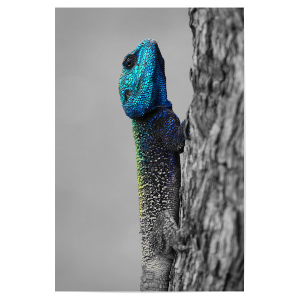 Poster 30x20 cm "Blaukopf Lizard Portrait CK" artboxONE - Natur,Tiere,Schwarzweiß,Reise / Afrika