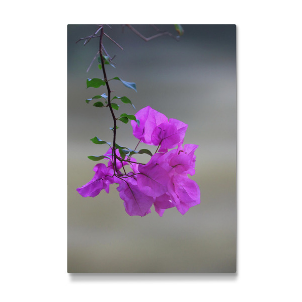 Galerie-Print "Bougainvillea Afrika" 30x20 cm artboxONE