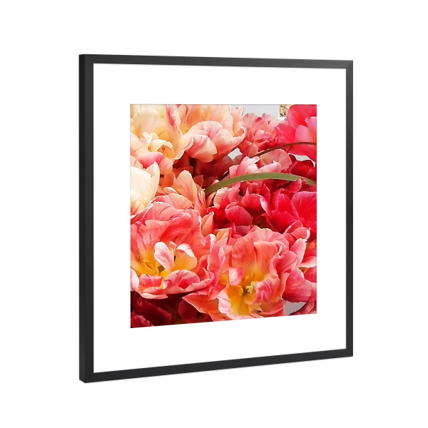 Poster mit Rahmen Schwarz (Metallic) "Papageientulpen" artboxONE - Natur,Floral