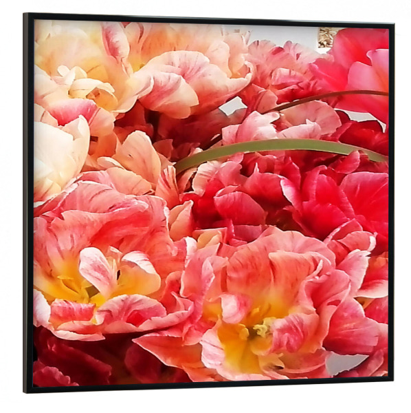 Poster mit schwarzem Rahmen 30x30 cm "Papageientulpen" artboxONE - Natur,Floral