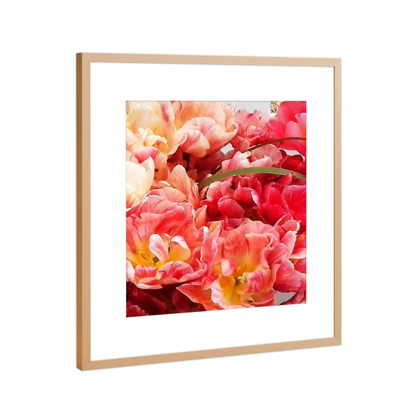 Poster mit Rahmen Kupfer "Papageientulpen" artboxONE - Natur,Floral - Blumen,Botanik,Tulpen,Papageientulpen,Flowers,Blüten,Nature,Natur,Closeup,Floral